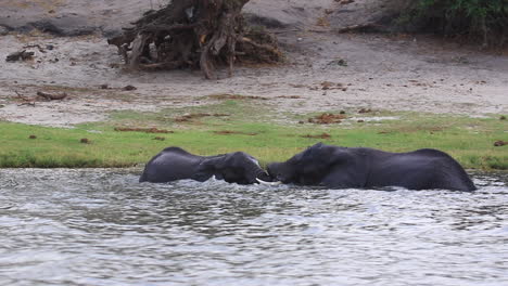 Two-African-Bush-Elephants-begin-to-grapple-in-Chobe-River,-Botswana