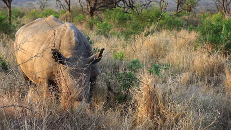 Dehorned-adult-White-Rhino-peacefully-eats-dry-grasses-on-the-savanna
