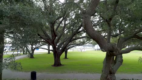 4K-Aerial-Video-of-Oak-Tree-with-Burls-in-Waterfront-Park