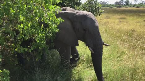 Elephant-walks-out-of-bush-directly-in-front-of-wall-tent-in-Botswana