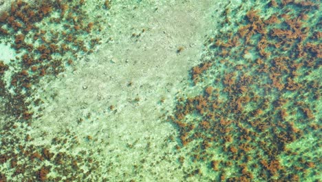Buntes-Abstraktes-Muster-Des-Meeresbodens-Mit-Korallenriffen,-Die-Auf-Weißem-Sand-Gedeihen,-Gesehen-Durch-Klares-Wasser-In-Australien