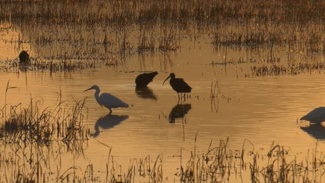 Egrets-and-ibis-birds-feeding-on-wetlands-at-dawn,-slow-motion