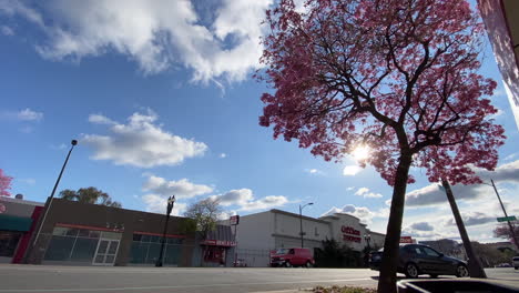 Time-lapse-of-Pasadena-road-on-sunny-day-behind-cherry-blossom-tree