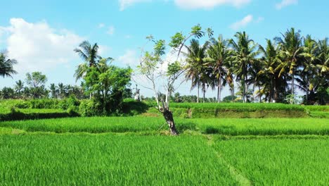 Green-rice-growing-on-agricultural-farm-with-square-parcels-surrounded-by-tall-palm-trees,-rural-landscape-in-Thailand