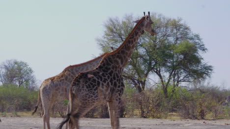 Giraffen,-Die-Bei-Sonnigem-Wetter-Mit-Grünen-Bäumen-Im-Hintergrund-In-Der-Nxai-Pfanne-In-Botswana-Umherstreifen---Nahaufnahme