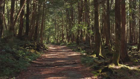 Aokigahara-Jukai-Forest,-Forward-push-tilt-shot-revealing-lonely-path