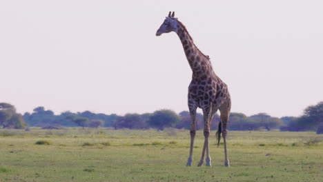 Giraffe,-Die-Auf-Dem-Grasfeld-Im-Moremi-wildreservat-In-Botswana-Steht,-Mit-Einem-Vogel,-Der-Auf-Dem-Rücken-Pickt---Mittlerer-Schuss