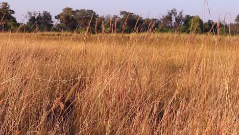 A-well-hidden-lioness-in-tall-savanna-grass-turns-to-look-at-camera