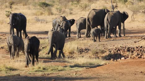 Manada-De-Elefantes-Africanos-Moviéndose-Desde-Un-Pozo-De-Agua,-Parque-Nacional-Kruger,-Sudáfrica
