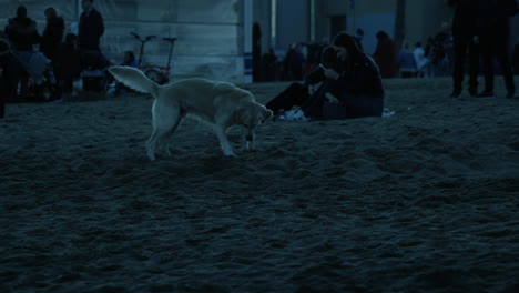 Hund-Spielt-Apportieren-Am-Strand-In-Barcelona