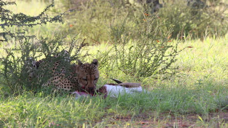 Grafik:-Ausgewachsener-Kalahari-Gepard-Frisst-Einen-Kürzlich-Getöteten-Springbock