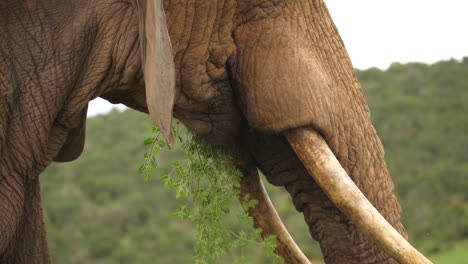 Nahaufnahme-Eines-Männlichen-Afrikanischen-Elefanten,-Der-Mit-Seinem-Rüssel-Gras-In-Seinen-Mund-Bringt
