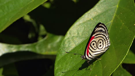 Zeitlupe-Eines-Seltenen-Schwarz-weißen-Schmetterlings,-Der-Auf-Einem-Breiten-Blatt-Steht,-Brasilien