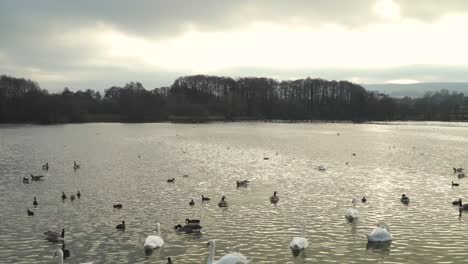 Chew-Valley,-Somerset,-Großbritannien,-30.-Dezember-2019:-Verschiedene-Wasservögel-Schwimmen-Im-Chew-Valley-Reservoir