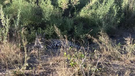 Der-Afrikanische-Leopard-Liegt-Im-Schatten,-Um-Die-Raue-Sonne-Botswanas-Zu-Vermeiden