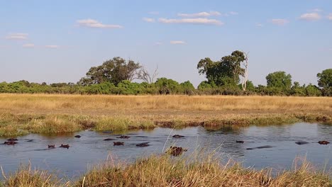 Pod-of-hippopotamus-lie-mostly-submerged-in-Botswana's-Okavango-Delta
