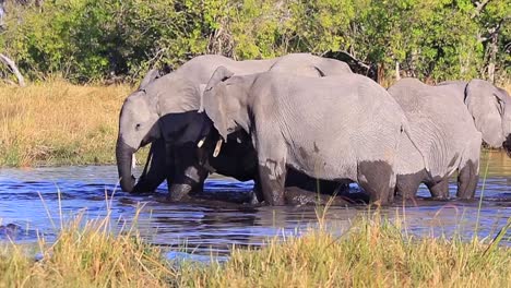 Eine-Kleine-Gruppe-Von-Elefanten-Genießt-Das-Wasserloch-An-Einem-Heißen-Afrikanischen-Tag