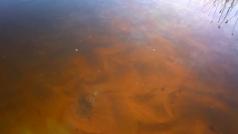 Shoreline-grasses-reflected-in-deep-orange-tannin-of-African-stream
