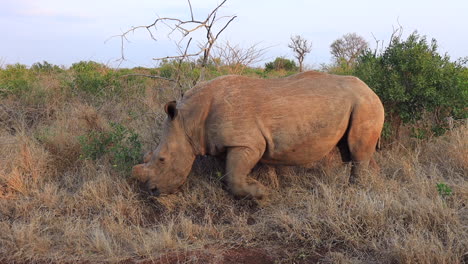 Dehorned-White-Rhino-eats-roadside-grasses-on-Thanda-Private-Reserve