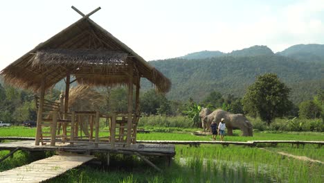Hermosa-Estructura-De-Paja-Tomada-Cerca-Del-Parque-De-Esculturas-De-Paja-En-Chiang-Mai,-Tailandia