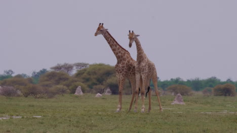 Giraffenbullen-Kämpfen-Auf-Der-Grünen-Wiese-Im-Moremi-Wildreservat-In-Botswana,-Während-Giraffen-Vorne-Vorbeiziehen---Mittlerer-Schuss