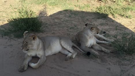 Two-African-Lions-relax-in-the-shade-of-safari-vehicle-in-the-Kalahari