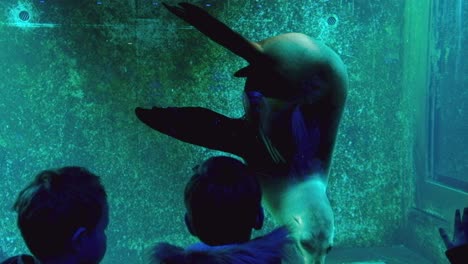 Kinder-Spielen-Mit-Kalifornischen-Seelöwen-Im-Artis-Zoo-Hinter-Glas