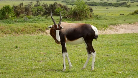 Standing-bontebok-looks-on-and-scratches-itself
