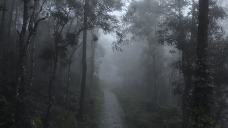 4k-Luftkranaufnahme-Eines-Dunklen,-Unheimlichen-Regenwaldes-Mit-Nebelbedeckten-Bäumen