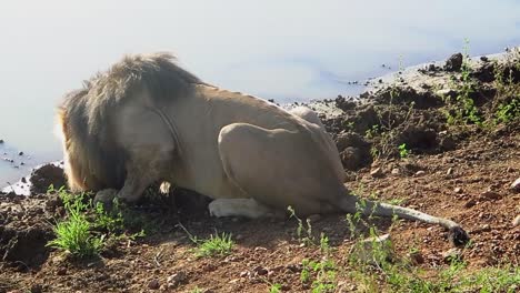 Back-lit-male-African-Lion-drinks-at-watering-hole-in-South-Africa