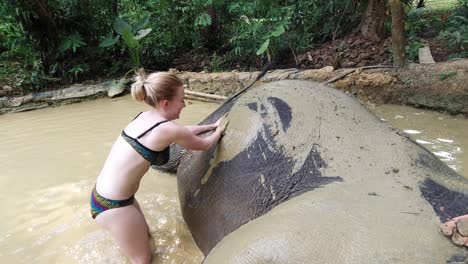 A-lovely-caucasian-babe-putting-two-handfuls-of-mud-on-the-elephant's-body-while-bathing-in-a-mud-pool-in-Khao-Sok-National-Park-in-Thailand---medium-shot