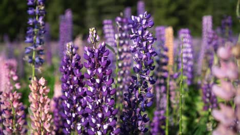 Close-up-wild-purple-lupin-flowers-in-Zealand-by-Lake-Tekapo