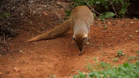 Yellow-mongoose-digs-and-bites-at-buried-stone,-close-up