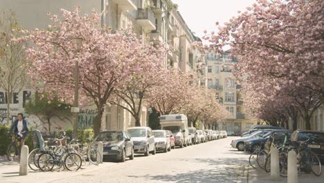 Paisaje-Matutino-En-Berlín-Urbano-Con-Hermosos-Cerezos-En-Flor