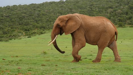 Elephant-happily-walking-across-green-field