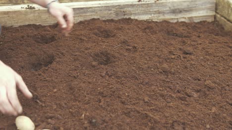 Planting-seed-potatoes-in-nutrient-rich-compost-soil-raised-garden-bed