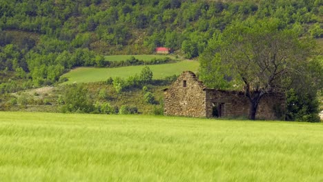 Old-ruined-building-in-a-wheat-field,-Pyrenees-Spain