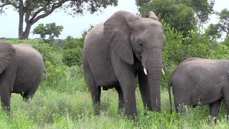 Elephants-grazing-in-the-lush-green-grass-in-the-Timbavati-Game-Reserve,-South-Africa