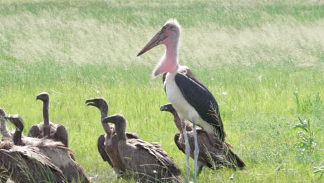 Marabou-Stork-And-White-Backed-Vultures-Roaming-On-The-Green-Meadows-In-Botswana-Near-A-Dead-Hippopotamus-For-Food---Medium-Shot