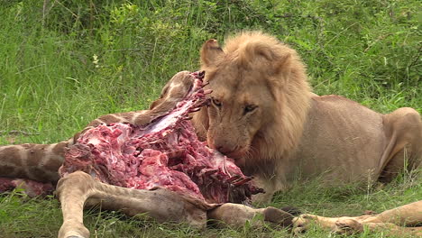Graphic-footage-of-a-male-lion-feeding-on-the-carcass-of-a-giraffe-in-the-Timbavati-Game-Reserve,-Kruger-South-Africa