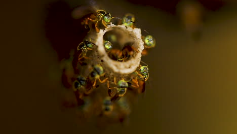 The-jataí,-Tetragonisca-angustula,-also-called-yellow-jataí,-gold-bee