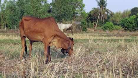 Thai-brahman,-which-is-a-popular-farm-animal-in-Thailand,-grazing-in-the-field-and-eating-dry-grass