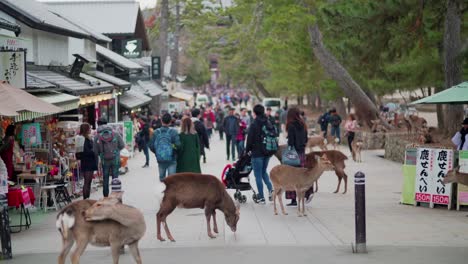People-And-Deer-On-The-Street-In-Nara-Park,-Japan---Wide-Shot