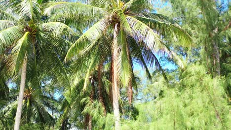 Palm-trees-with-beautiful-green-leaves-and-coconut-seeds-in-Hawaii,-peaceful-tropical-vegetation-background,-copy-space