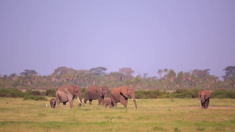 Group-of-elephants,-with-two-small-babies,-graze-grass-in-Amboseli