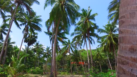 Tall-palms-waving-on-the-summer-wind.-Mauritius