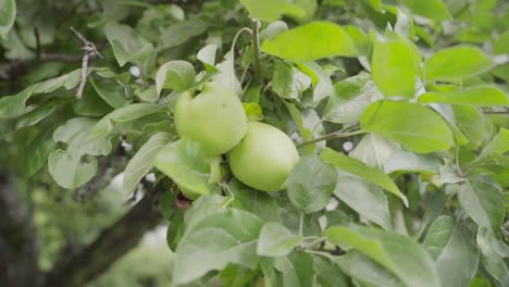 Grandes-Manzanas-Verdes-Colgando-De-Una-Rama