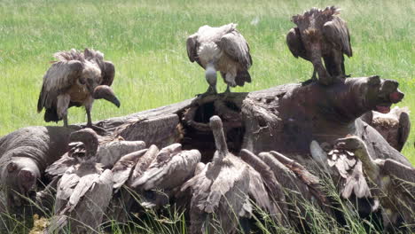 Weißrückengeier,-Die-Sich-An-Einem-Heißen-Sonnigen-Tag-In-Der-Savanne-In-Botswana-Vom-Fleisch-Eines-Toten-Nilpferds-Ernähren---Nahaufnahme