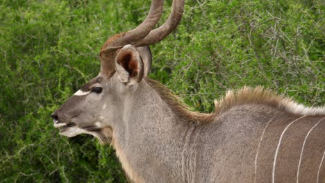 A-large-male-Kudu-with-spiral-horns-grazing-on-green-shrubbery-and-vegetation-in-Addo-Elephant-Park,-South-Africa