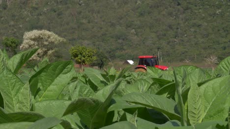 tobacco-field-and-red-tractor